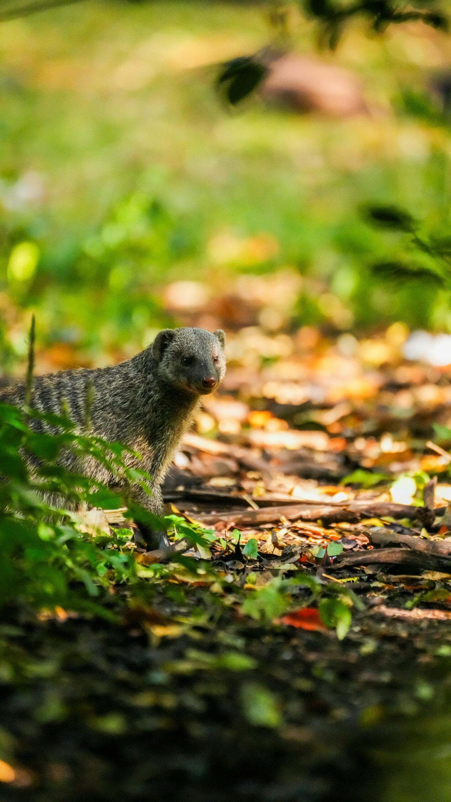 A mongoose explores the lush and vibrant wilderness of Kenya, capturing the essence of African wildlife.